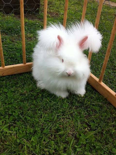 Animals, Angora rabbit