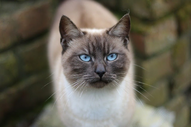 Siamese cat