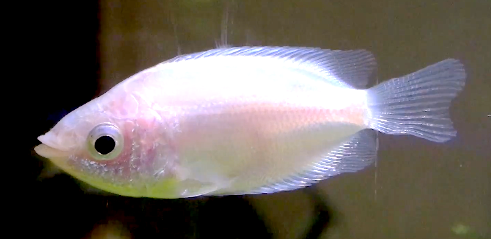 Aquarium Movies Japan Archive 生きている魚図鑑 キッシンググラミー Kissing Gourami Helostoma Temmincki