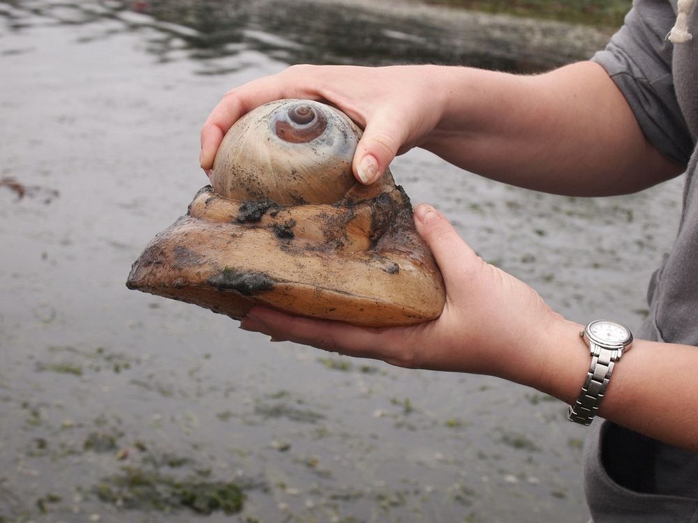 sand-collar-moon-snail-3