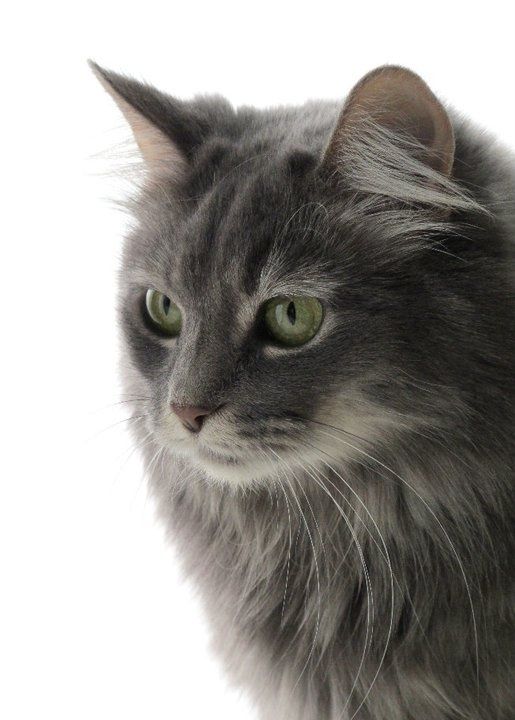 Kumpulan Gambar Kucing Anggora Cantik dan Lucu Terbaru 2018