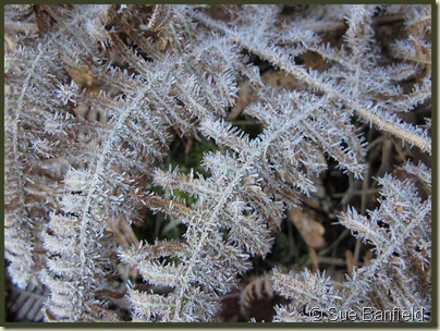 Frosted Ferns