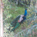 View album