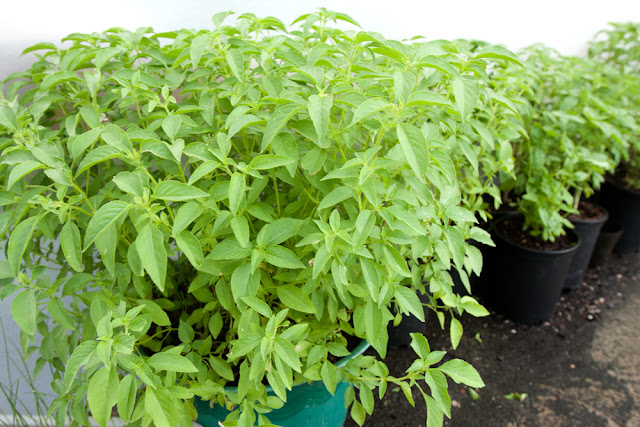 211-day-old Lemon Basil