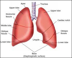 bagian paru-paru  pengertian paru-paru  fungsi paru-paru  infeksi paru-paru  paru-paru basah  radang paru-paru  anatomi paru-paru  kanker paru-paru