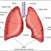 Pengertian Paru-paru dan Fungsinya