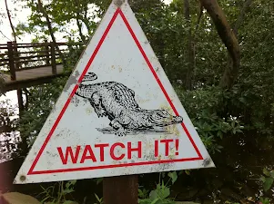 Crocodiles at Sungei Buloh