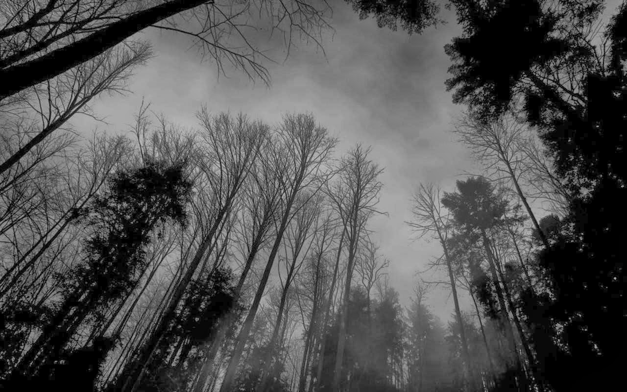  forest  wallpaper  black  and white 