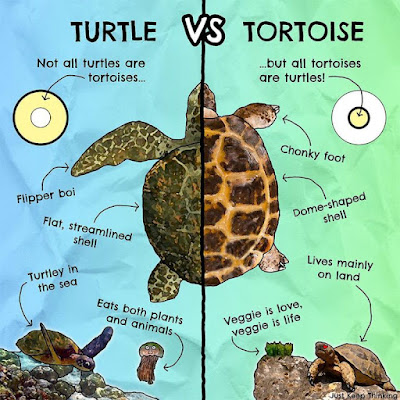 Difference between turtle and tortoise