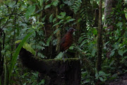 Giant Antpitta at Paz de las Aves (giant antpitta at paz de las aves)