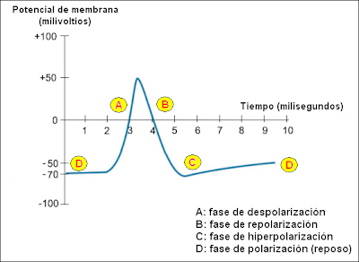 Gráfico del potencial de acción