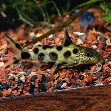false upside-down catfish