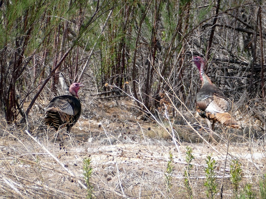 Wild Turkies P1000645