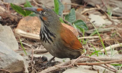 大彎嘴,台湾固有種,臺灣特有種,台湾探鳥日記,台湾の鳥,台湾体験