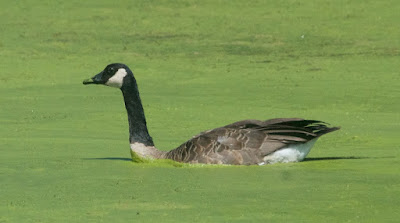 Canada goose (Branta canadensis)