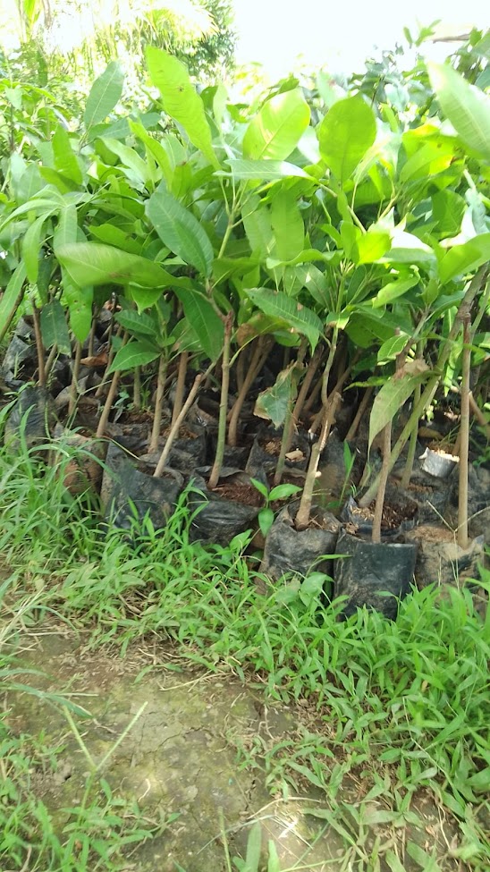 bibit mangga madu buah okulasi bisa melayani proyek penghijauan Sumatra Utara