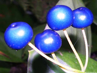 Blue tongue fruit images wallpaper