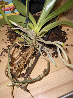 Phalaenopsis Cornu-Cervi orchidea specie botanica svasata dettaglio delle radici delle radici