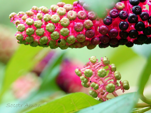 Phytolacca japonica