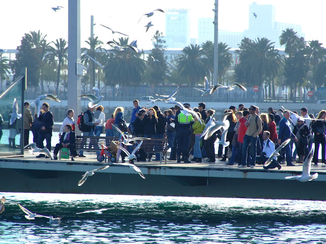 port vell seagulls barcelona