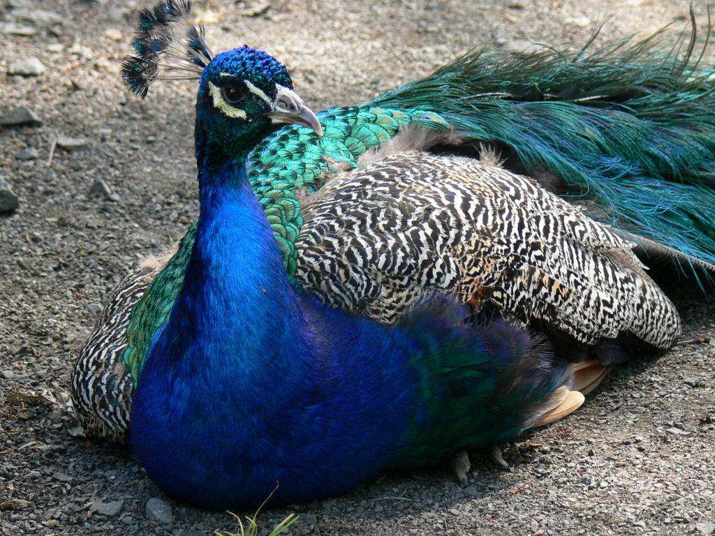 OXSTYLE: peacock-bird-wallpaper