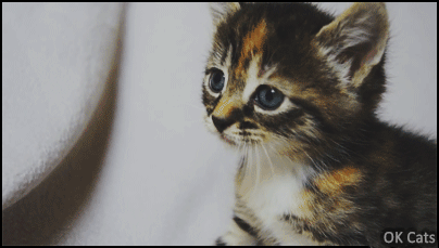 Desperate kitten GIF • Cute kitty sadly meowing. Are you hungry or lost, my baby?! [ok-cats.com]
