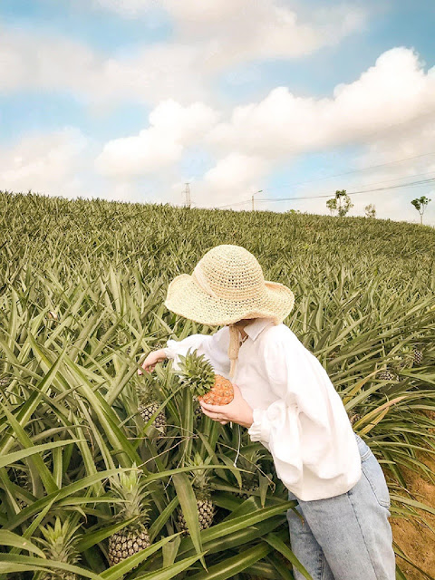 Có cơ hội thưởng thức dứa tại chỗ