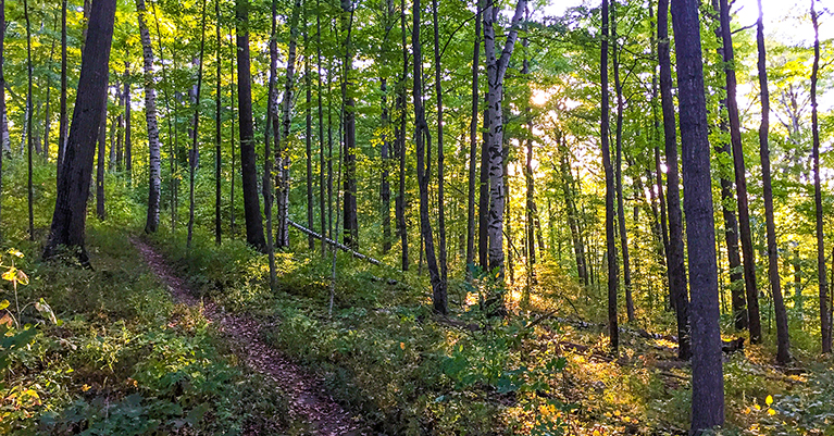 Ice Age Trail Labudde Creek Segment