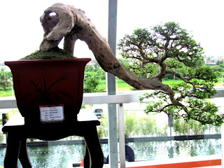 Bonsai, Mindanao, Desmodium, SM Lanang Premier, Kadayawan Festival, Home and Garden, Informal upright, Triple trunk, Cascading, Literati, Rock clasping, Slanting, Raft, One sided, Clump, Broom