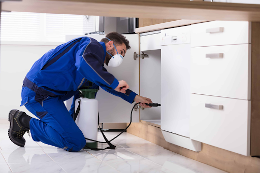 How to choose best pest control service provider in Lucknow