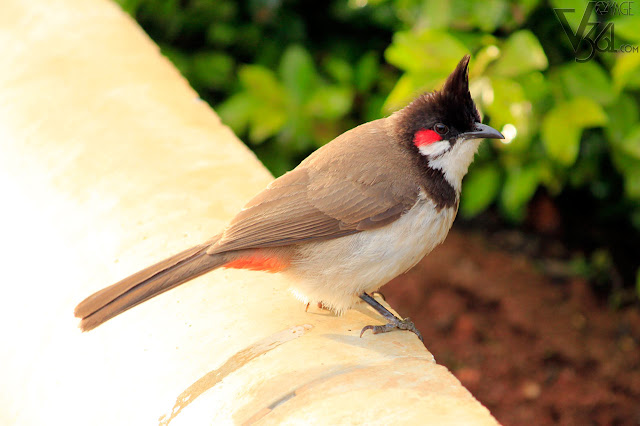 Red-whiskered bulbul at Ooty