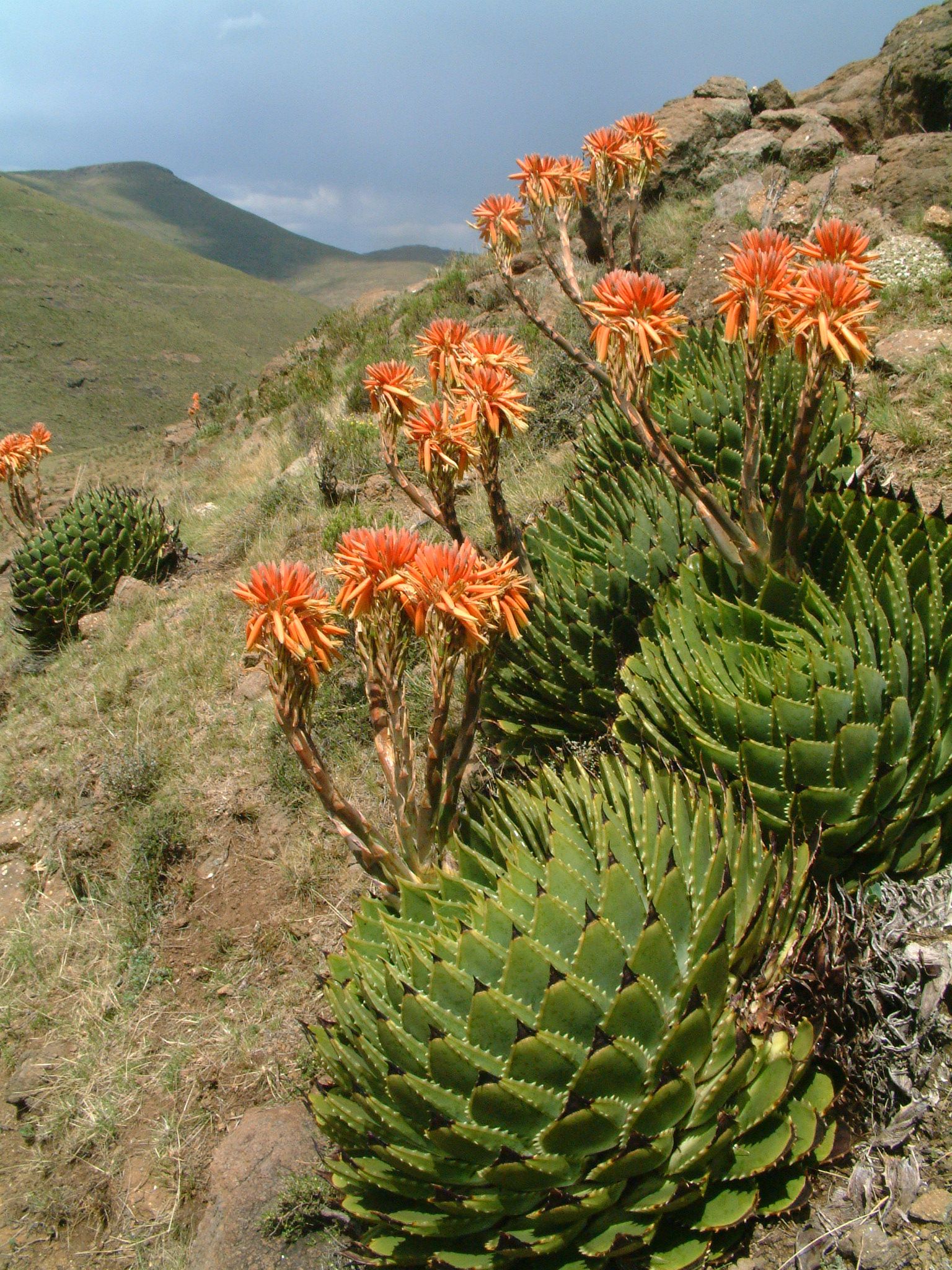 Babosa-espiral ou Aloe polyphylla Aloe-espiral