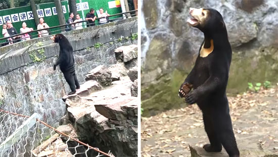 Urso Fake em Zoológico Chinês - img 1