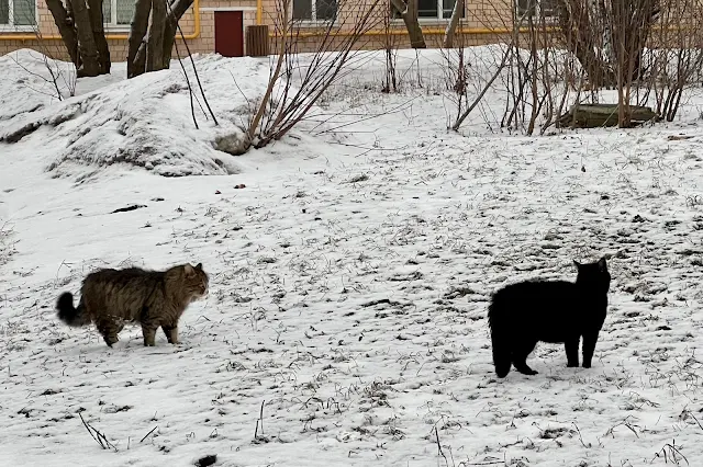 2-я Останкинская улица, Хованская улица, дворы, коты