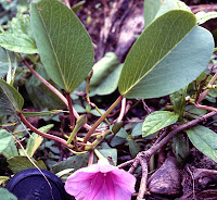 pohuehue, Ipomoea pes-caprae, beach morning glory