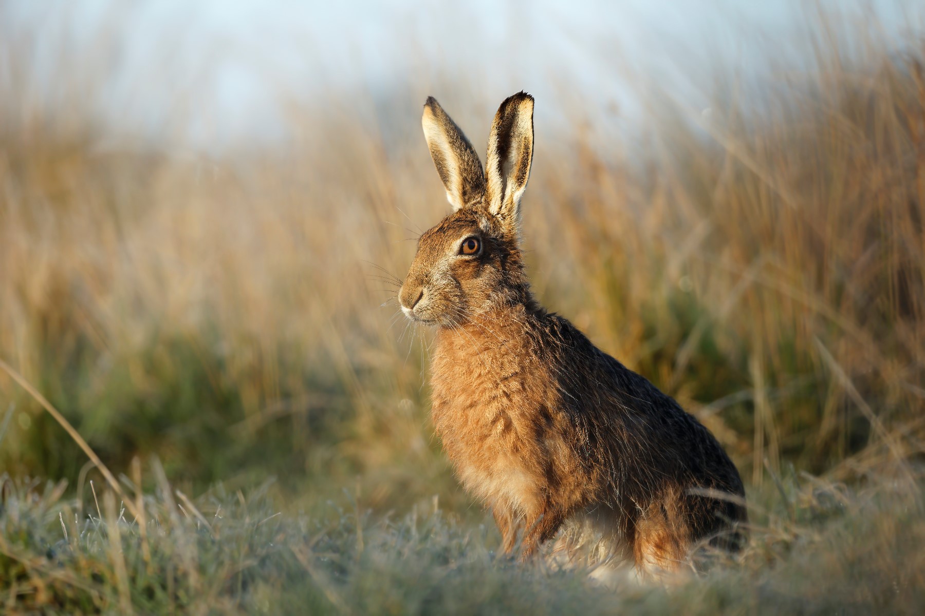 Brown Hare