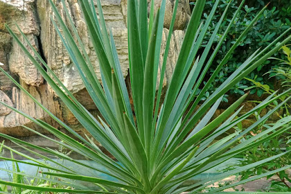 Belati Spanyol  (Yucca Gloriosa L)