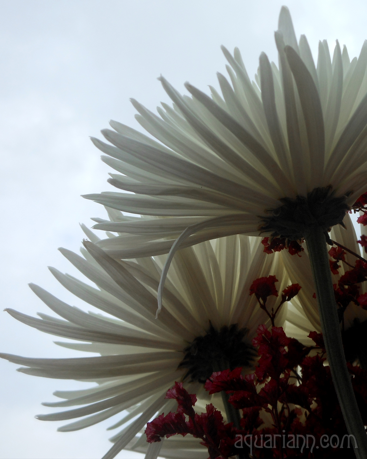 Chrysanthemums Bouquet Photo by Aquariann