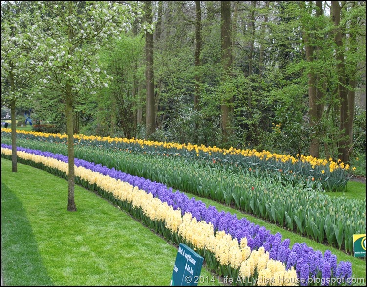 Keukenhof Gardens 14