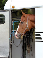 A pretty chestnut mare looks out of the horse trailer