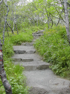 Ásbyrgi canyon travel guide: 9 Hiking trails at Ásbyrgi + Route from Ásbyrgi to Dettifoss