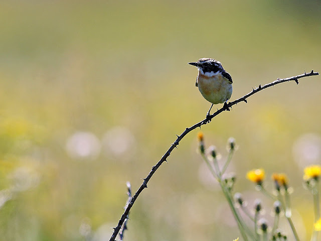 Whinchat photography in Bulgaria