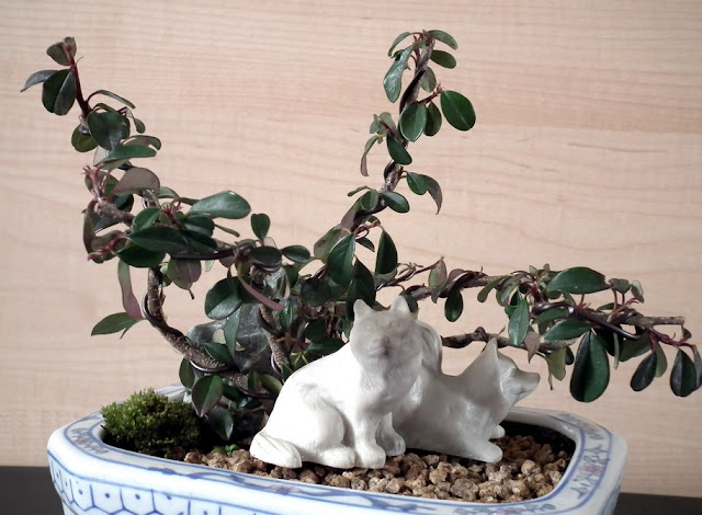 Forest Hideout - group of 5 Cotoneasters and Akita dogs statue in white porcelain pot
