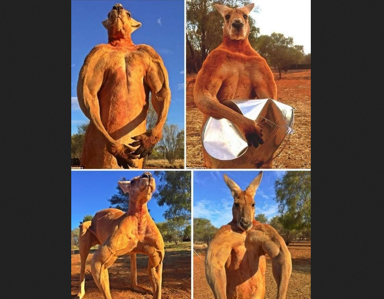 Roger the musclebound kangaroo poses for an another intimidating photo