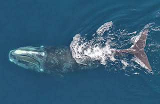 atlantic right whale