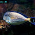 Sohal surgeonfish (Acanthurus sohal)