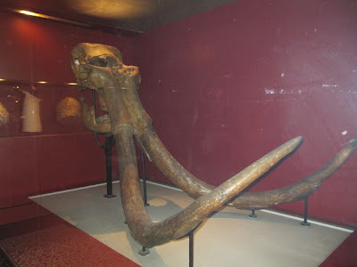 Mammoth skull