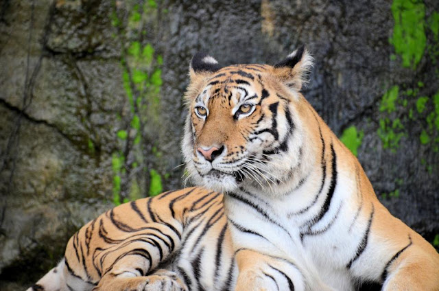 Sustainable Finance Conference 2024: Preserving Tiger Landscapes in Bhutan - Image of attendees discussing tiger conservation efforts