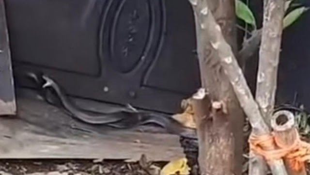 Depok Viral Aksi Sepasang Kobra Wikwik Dijalan Tanpa Sensor Jadi Tontonan