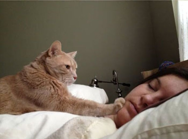 Cat wakes people up, funny cats, cat pictures